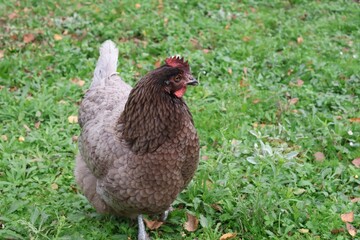 POULE GRISE
