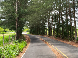Paisaje campestre con camino de árboles