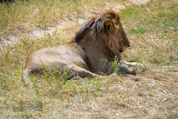 Simiyu is an administrative region of Tanzania. It was created in March 2012, being until then part of the Shinyanga Region. Its capital is the city of Bariadi.