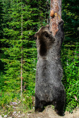 Grizzly bear standing up
