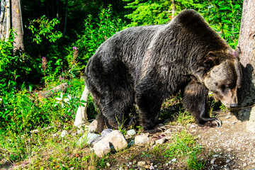 Grizzly bear in the forest