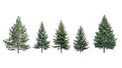 Evergreen trees, white isolate background