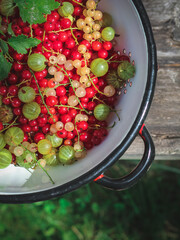 Close up of green red and white currants and green gooseberries,  in a bowl on a rustic bench in a...