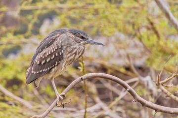 Black-crowned night heron sits on the branch. Nycticorax nycticorax. Wildlife scene from european nature.