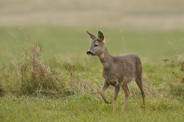 A cute roe deer walks on the meadow. Capreolus capreolus. Wildlife scene with a doe. 