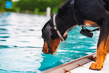 Curious Dog at the Edge of a Blue Pool Gently Sniffing the Refreshing Water on a Warm Summer Day