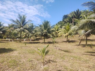coconut palm in orchard Belize