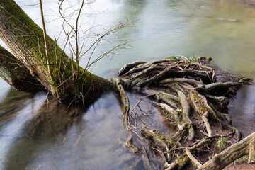 Freigespülte Baumwurzeln ragen aus einem Fluß im Wald.