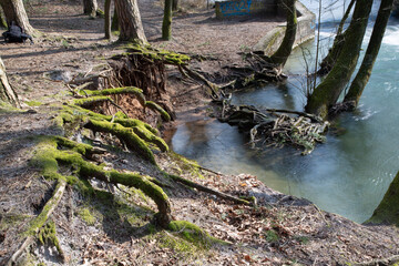 Freigespülte Baumwurzeln ragen aus dem Waldboden über einen Fluß  und sind mit Moos bewachsen.