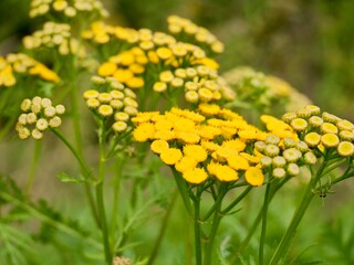Yellow tansy flowers (Tanacetum vulgare), also common tansy, bitter buttons, cow bitter, or golden buttons. Traditionally used as insect repellent, culinary and medical plant