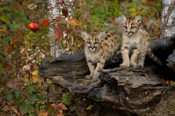 Cougar Kittens (Puma concolor) Stand Together Atop Log Autumn