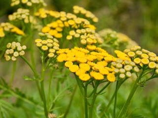 Yellow tansy flowers (Tanacetum vulgare), also common tansy, bitter buttons, cow bitter, or golden buttons. Traditionally used as insect repellent, culinary and medical plant