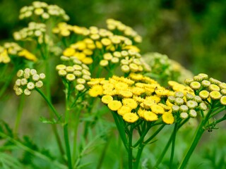 Obraz premium Yellow tansy flowers (Tanacetum vulgare), also common tansy, bitter buttons, cow bitter, or golden buttons. Traditionally used as insect repellent, culinary and medical plant