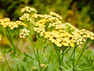 Yellow tansy flowers (Tanacetum vulgare), also common tansy, bitter buttons, cow bitter, or golden buttons. Traditionally used as insect repellent, culinary and medical plant