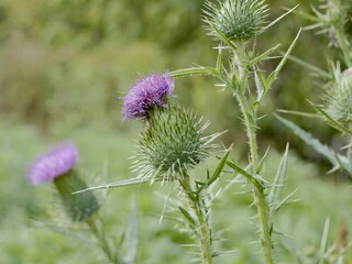 The spear thistle flowers (Cirsium vulgare), also bull thistle, or common thistle. A species of the Asteraceae genus, an invasive weed in some regions