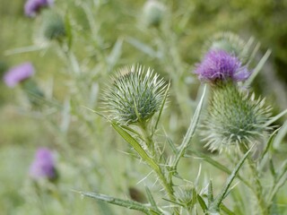 The spear thistle flowers (Cirsium vulgare), also bull thistle, or common thistle. A species of the...