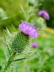 The spear thistle flowers (Cirsium vulgare), also bull thistle, or common thistle. A species of the Asteraceae genus, an invasive weed in some regions