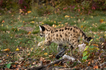 Cougar Kitten (Puma concolor) Runs Away to Left Along Ground Autumn