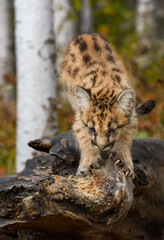 Cougar Kitten (Puma concolor) Sharpens Claws on Log Autumn