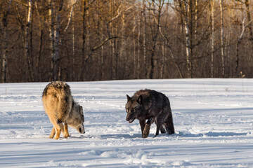 Grey Wolves (Canis lupus) Past Each Other in Snowy Field Winter