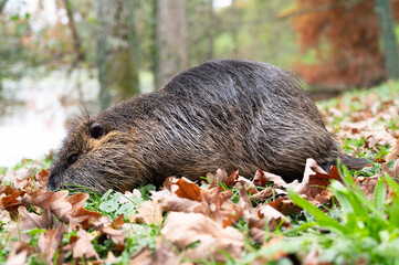 Nutria river rat, coypu herbivorous, semiaquatic rodent family Myocastoridae on the meadow, wildlife animals, habitant wetlands