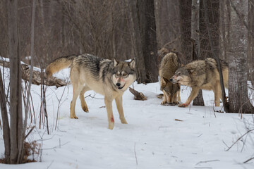 Trio of Grey Wolves (Canis lupus) Stand and Sniff Near Treeline Winter