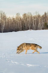 Grey Wolf (Canis lupus) Sniffs at Tracks Coming Out of the Woods Winter