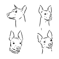 American naked Terrier an American hairless terrier dog American naked terrier vector sketch