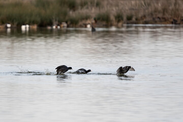 Group of coots (Fulica atra) running across the water in a wetland habitat. The birds splash as they flap their wings, moving swiftly across the surface of the water.