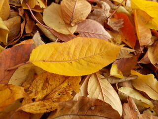 autumn leaves background