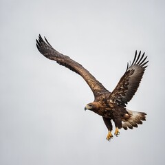 Fototapeta premium A golden eagle in mid-flight, wings spread wide on a white background.