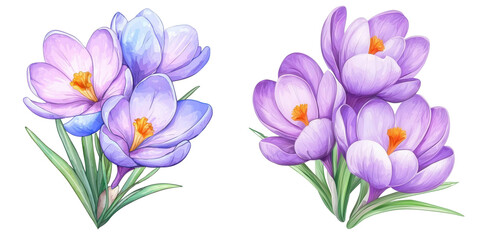 Obraz premium Crocus flowers in soft purple hues with green leaves, perfect for spring designs and nature-inspired themes.