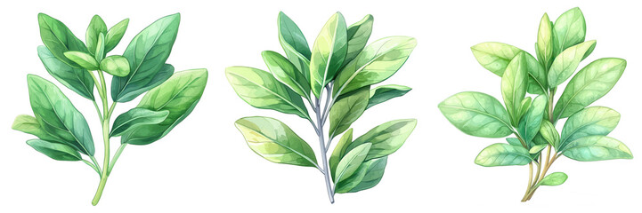 Naklejka premium Three lush green plant branches isolated on white background, perfect for botanical designs.