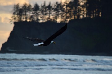 Fototapeta premium bald eagle at sunset
