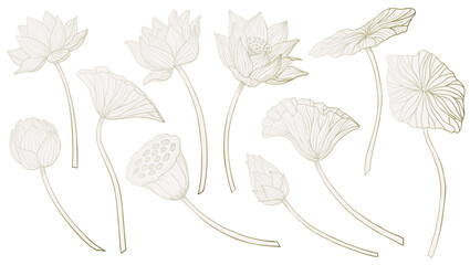 Obraz premium Lotus Flowers vector illustration. Set of drawings with luxury water Lily plants in pastel beige, pink and golden flowers. Botanical linear clipart for wedding invitations or wedding cards.