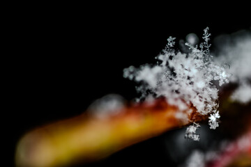 Schneeflocken auf einem Ast © Joachim