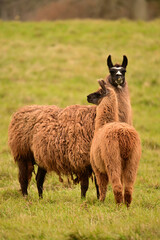 A mother and juvenile furry Llamas standing in a green grass pasture