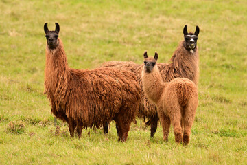 A family of three furry Llamas standing in a green grass pasture