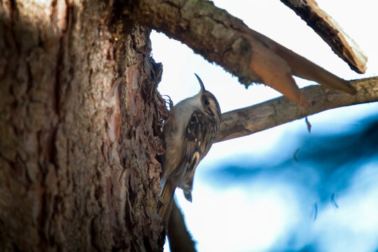 eurasian treecreeper, certhia familiaris, is looking for food at a trunk from a spruce at a autumn day