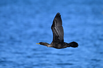 Funny Double Crested Cormorant in flight with out stretched in flight over water