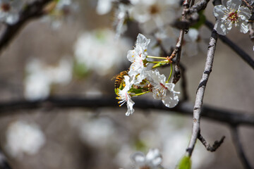 A Honeybee Pollinating White Spring Blossoms on a Sunny Day


