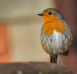Christmas,, robin, 