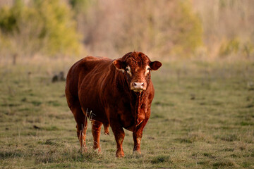 Potrait of a Red Angus Bull