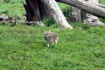 coyote