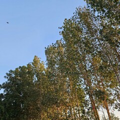 Peaceful evening sky with a line of leafy trees