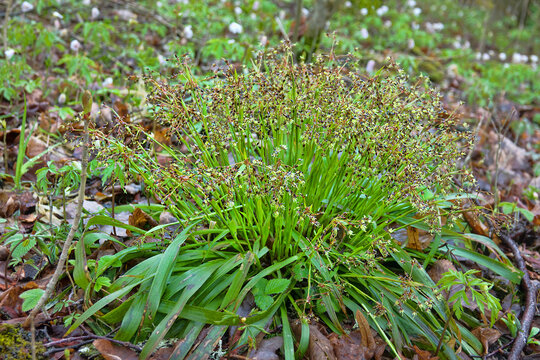 Xylium. Flowering Wood rush (Luzula pilosa), edge of nothern spring forest (wooded meadows), fodder plant. On left is aspen sprout with burst bud. White anemone flowers in background, Wild strawberry