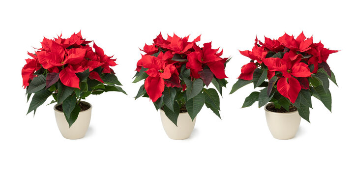 Three red Poinsettia flowering potted plants in a row isolated on white background close up