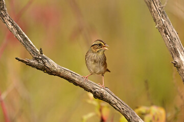 A Swamp sparrow sits perched  on a twig singing
