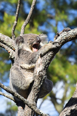 wild koala (Phascolarctos cinereus) resting in the lush green coastal bush forest at Kennett River along the Great Ocean Road near the Otways in Victoria, Australia