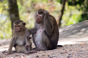 pig-tailed macaque (Macaca leonina) in Vietnam. Joke - There is something to think about
